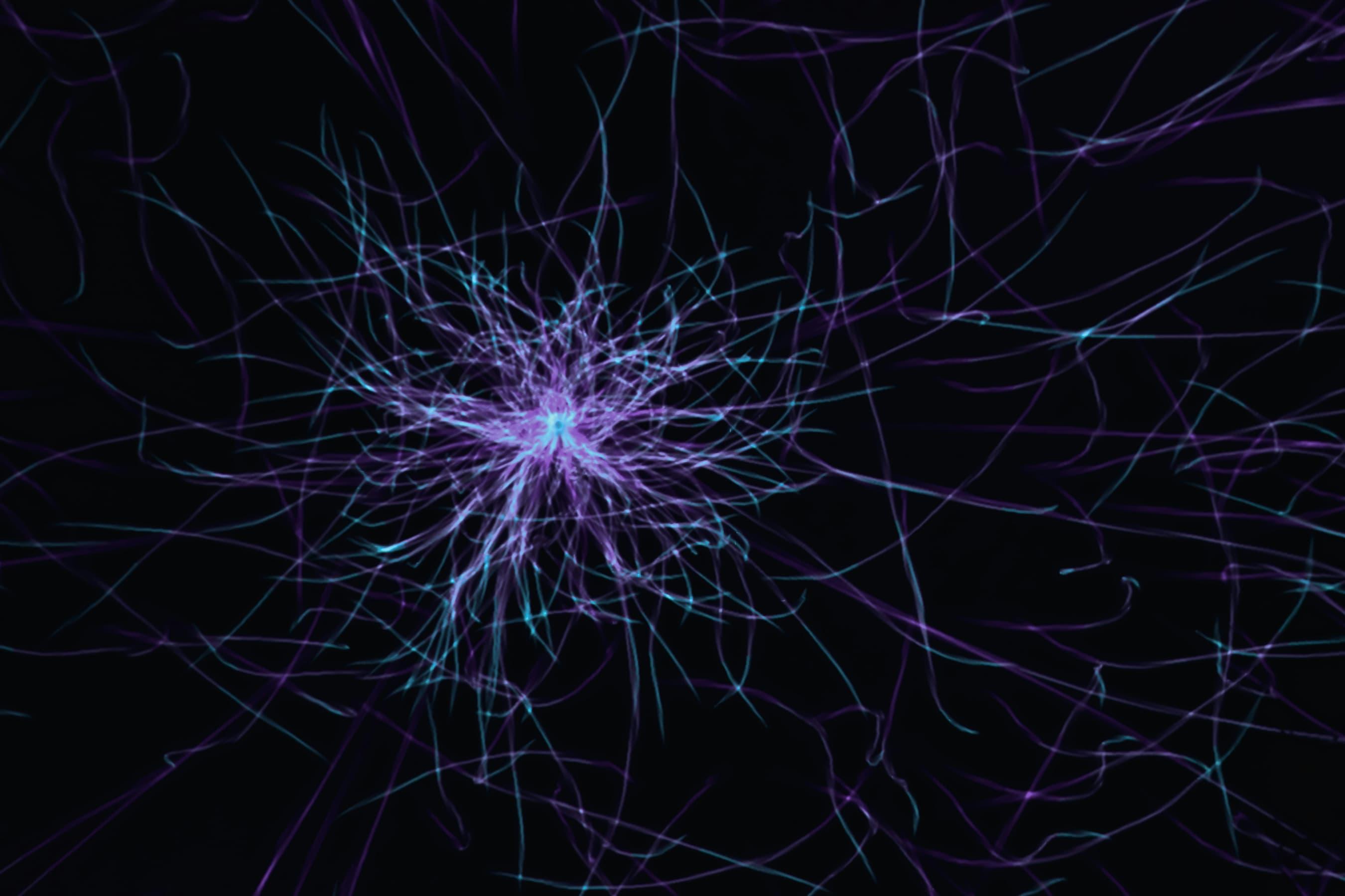 Anatomical path of the Vagus Nerve from brain to gut