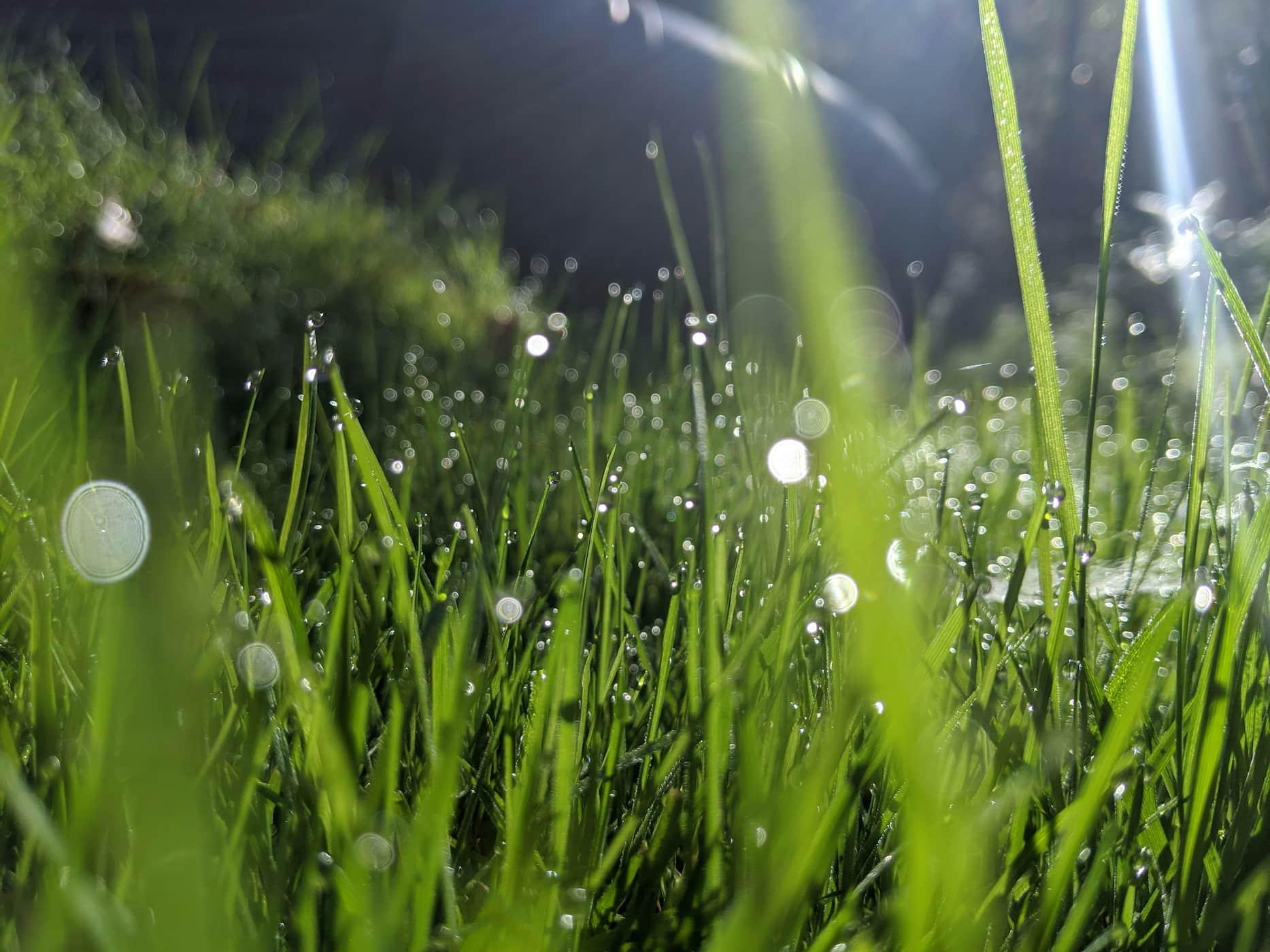 Grounding practice - feet touching grass